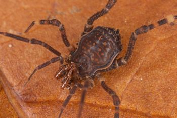 Media type: image;   Invertebrate Zoology 31588
